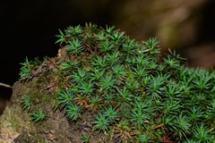 Dawsonia longiseta
