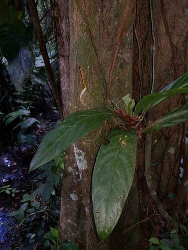 Anthurium fatoense image
