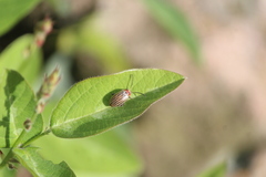 Disonycha brevilineata