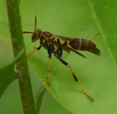 Mischocyttarus mexicanus cubicola