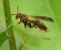 Mischocyttarus mexicanus cubicola