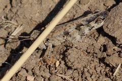 Nebulatettix robustus