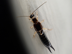 Euborellia cincticollis