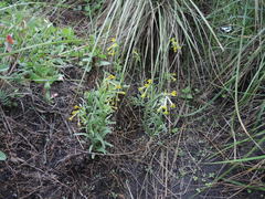 Lithospermum strictum