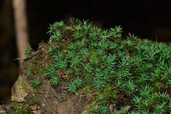 Dawsonia longiseta