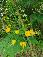 Caesalpinia pulcherrima flava