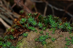 Dawsonia longiseta