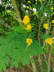 Caesalpinia pulcherrima flava