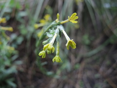 Lithospermum strictum