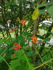 Caesalpinia pulcherrima flava