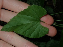 Convolvulus farinosus