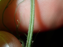 Convolvulus farinosus