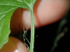 Convolvulus farinosus