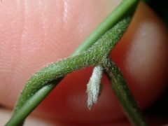 Convolvulus farinosus