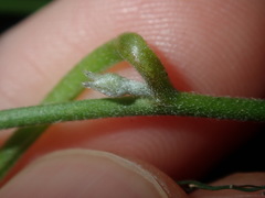 Convolvulus farinosus