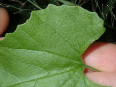Convolvulus farinosus