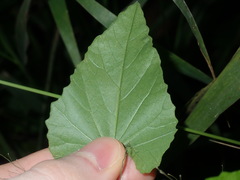 Convolvulus farinosus