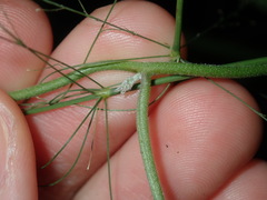 Convolvulus farinosus