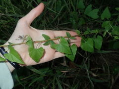 Convolvulus farinosus