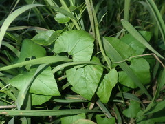 Convolvulus farinosus