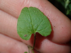 Convolvulus farinosus