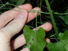 Convolvulus farinosus