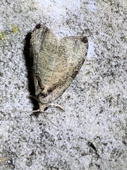 Olethreutes exoletum