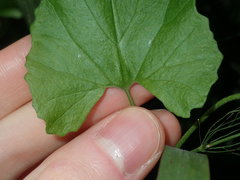 Convolvulus farinosus