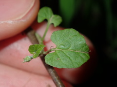 Convolvulus farinosus