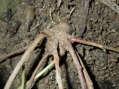 Convolvulus farinosus