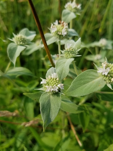 Pycnanthemum muticum