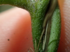 Convolvulus farinosus