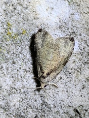 Olethreutes exoletum