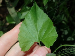 Convolvulus farinosus