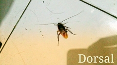 Periplaneta americana