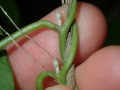 Convolvulus farinosus