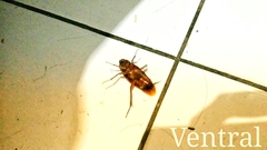 Periplaneta americana