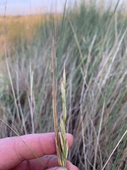 Bromus commutatus