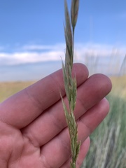 Bromus commutatus
