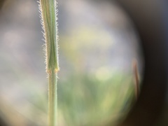 Bromus commutatus