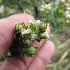 Baccharis tricuneata