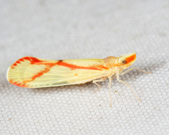 Otiocerus coquebertii