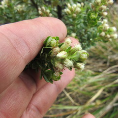 Baccharis tricuneata