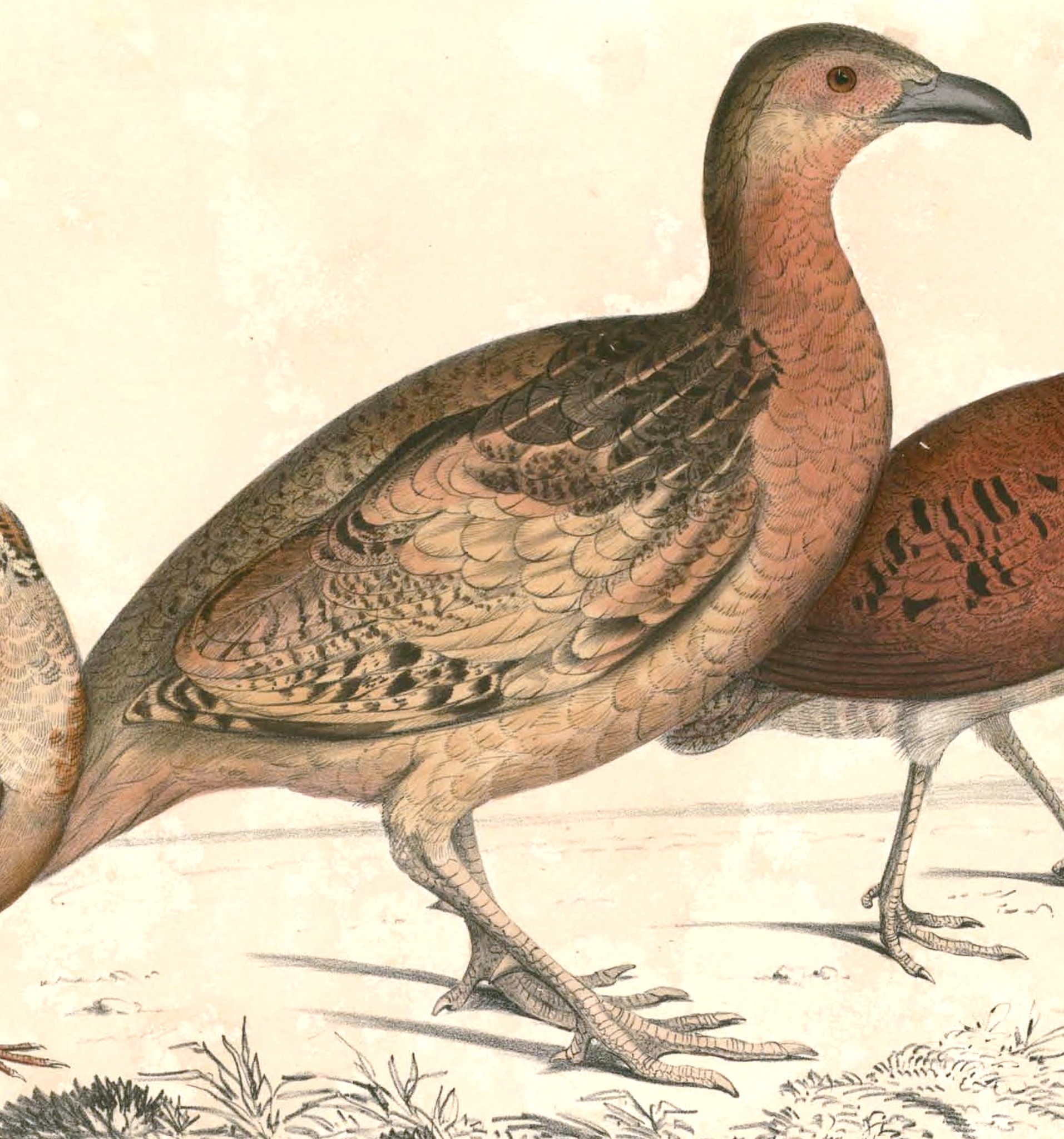 Long-billed Partridge (Rhizothera longirostris)