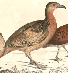Long-Billed Partridge photo 1