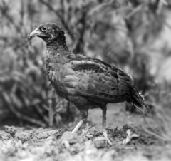 Long-Billed Partridge photo 2