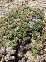 Lepidium nanum