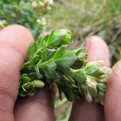 Baccharis tricuneata