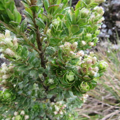Baccharis tricuneata