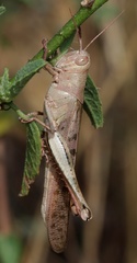 Austracris basalis